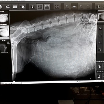 R�ntgenfoto van Does